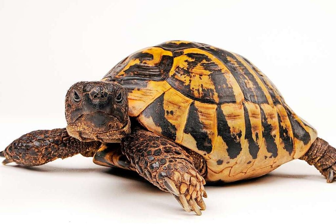 Viele Tiere, auch Schildkröten, befriedigen sich  selbst.  | Foto: bennytrapp  (stock.adobe.com)
