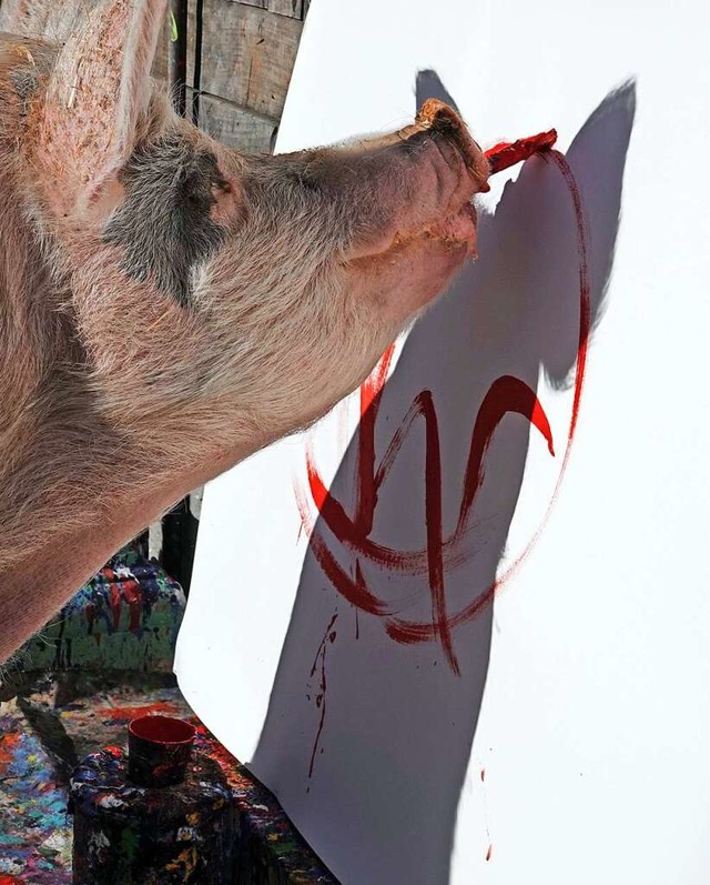 Pigcasso, ein malendes Schwein aus Sdafrika, &quot;malt&quot; ein Bild. (  | Foto: Kristin Palitza (dpa)