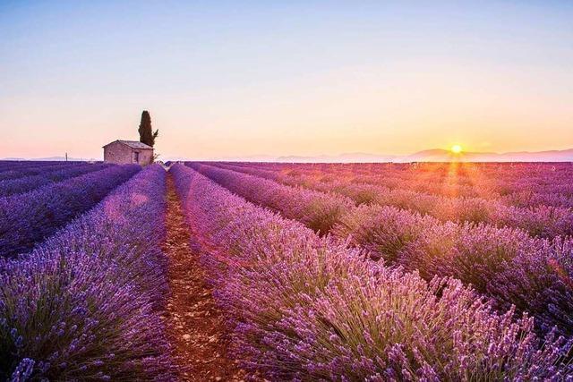 Die Lavendelfelder der Haute-Provence sind ein Paradies des Wohlgeruchs