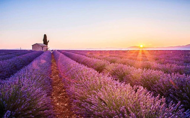 Lavendelfeld auf dem Plateau von Valensole.  | Foto: stefanotermanini (Stock.adobe.com)