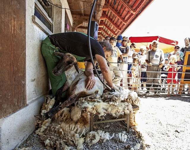 Reinhard Bischler und sein Team aus Ge...eichnam, wie Schafe geschoren werden.   | Foto: Photographer: haasinparis.com
