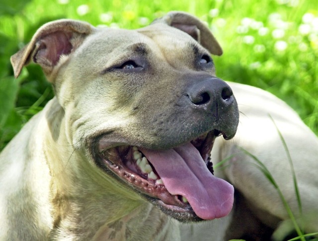 Ein American Staffordshire hat sein ge...n seine Retter verteidigt. Symbolbild.  | Foto: Peter Frster (dpa)