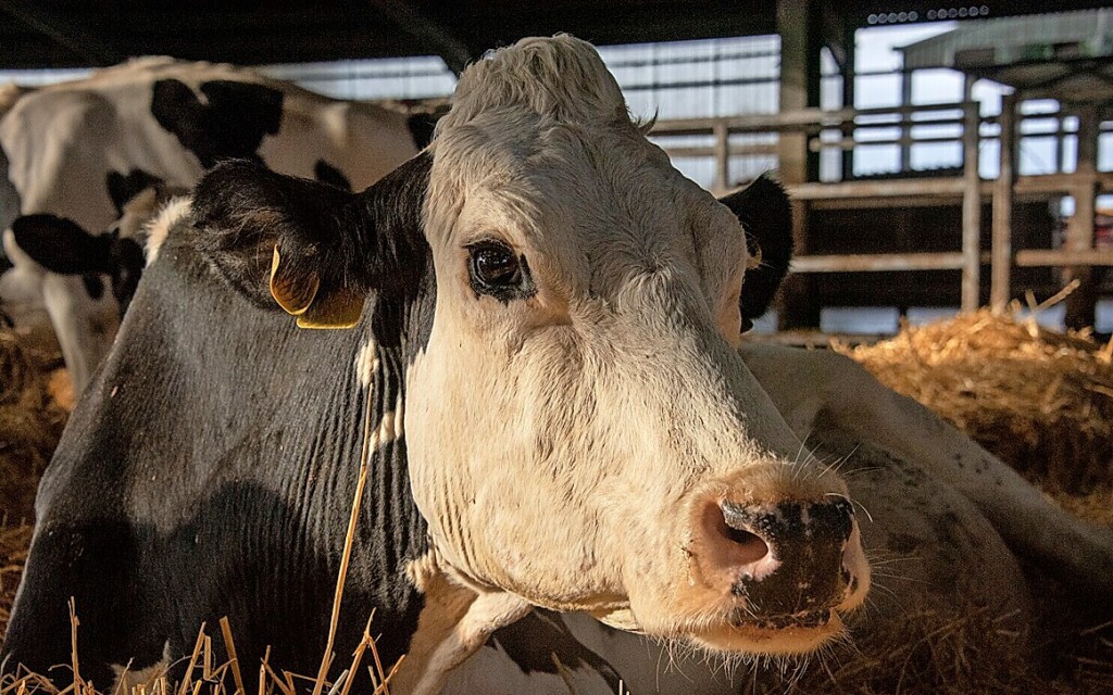 The Municipal Cinema Freiburg shows the documentary “Cow” – Freiburg