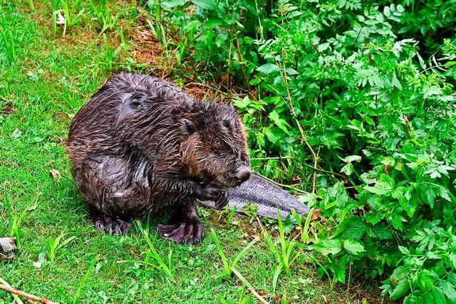 Der Nager zeigte sich ungewhnlich zut...t sich mehrere Tage am Mattenbach auf.  | Foto: Heinz und Monika Vollmar