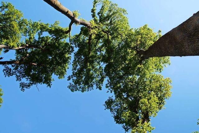 Nabu-Forstexperte plädiert für kleinflächige Eichenverjüngung im Müllheimer Eichwald