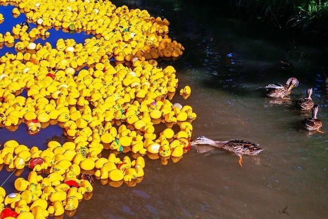 2000 quietschgelbe Plastikenten gehen in Ettenheim an den Start