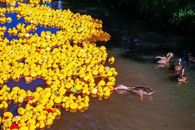 Die echten Enten finden ihre gelben Plastikkameraden interessant.  | Foto: Sandra Decoux-Kone