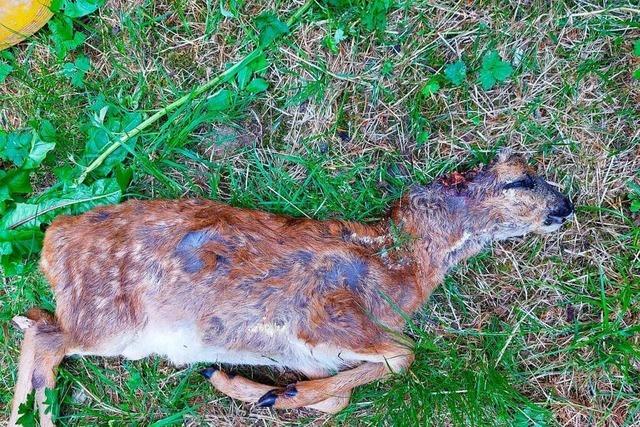 Getötetes Rehkitz im Wald: Jagdpächter aus Seelbach appelliert an Hundehalter 