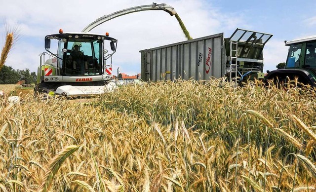 Mit Korn und Stiel erntet ein Hcksler...d  ertragstarkem  Weizen. (Symbolbild)  | Foto: Thomas Warnack (dpa)