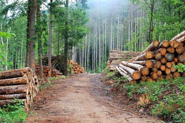 Holzarbeiten setzen dem Jubiläumswanderweg bei Wehr zu