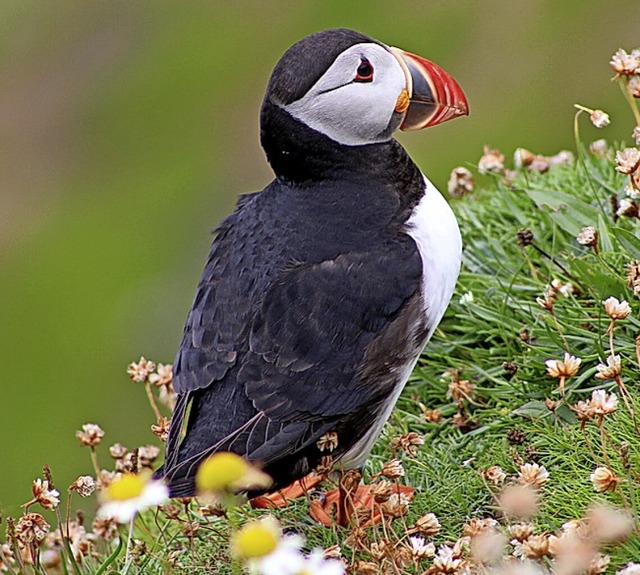 Papageientaucher auf Shetland  | Foto: Annika Sindlinger