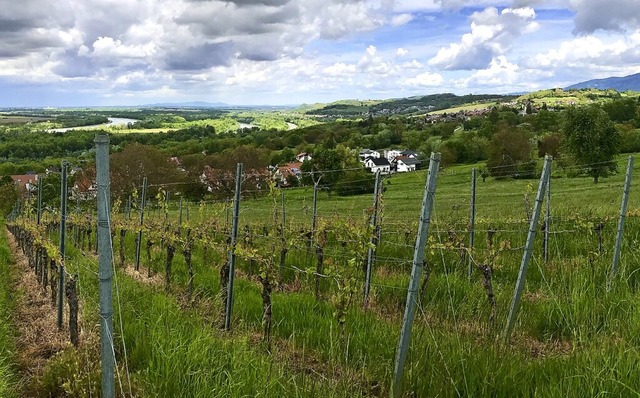 Blick auf Bad Bellingen und Bamlach von Rheinweiler aus.  | Foto: Jutta Schtz