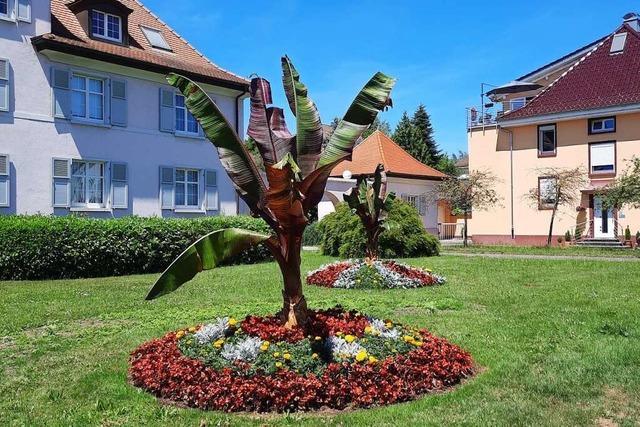 Bananenpflanzen bringen ein wenig Exotik ins Rheinfelder Stadtbild
