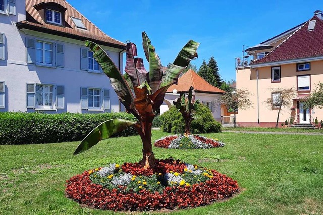 Die Staudenbanane gehrt im Sommer zum Stadtbild von Rheinfelden.  | Foto: Erika Bader