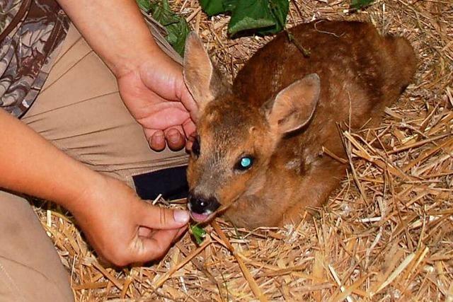 Wie Rehkitz Bambi in Rheinfelden nach dem Tod seiner Mutter aufgepppelt wird
