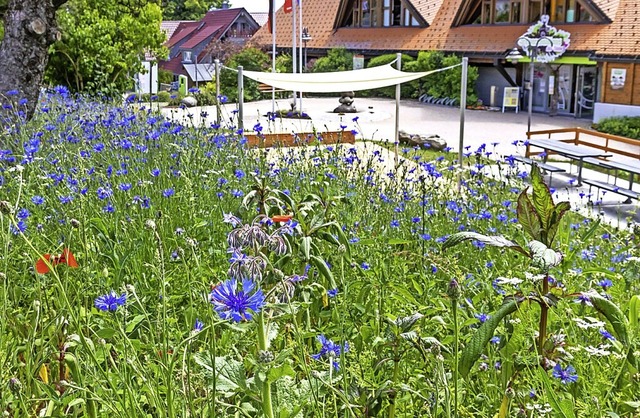 Blhstreifen am Schwarzwaldhaus der Sinne.  | Foto: Wilfried Dieckmann