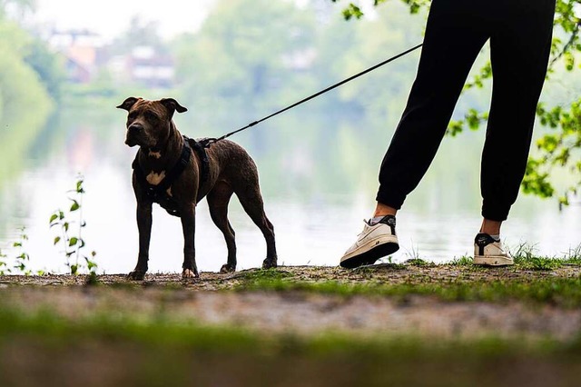 Die Geschdigte fhrte ihren Hund an d...beiden anderen Hundehalter wohl nicht.  | Foto: Mohssen Assanimoghaddam (dpa)