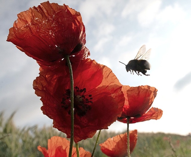 Die Grnen wollen mit dem Antrag auch den Naturschutz voranbringen.  | Foto: Sebastian Gollnow (dpa)