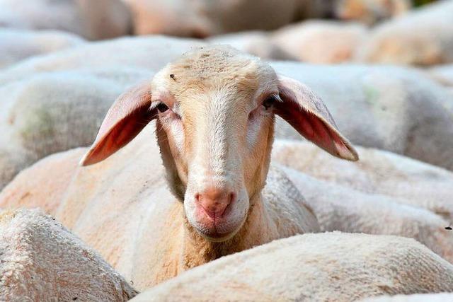 Schafe knnen in Weinbergen den Einsatz von Chemie reduzieren