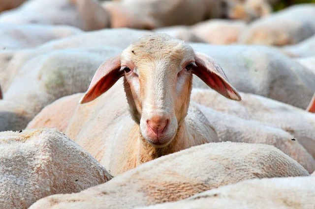 Wie Schafe im Weinberg eingesetzt werd...t, hat eine Forschergruppe erarbeitet.  | Foto:  Martin Schutt (dpa)