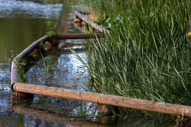 Die Holzstmme im Wasser sollen die empfindlichen Uferzonen schtzen.  | Foto: Patrik Mller
