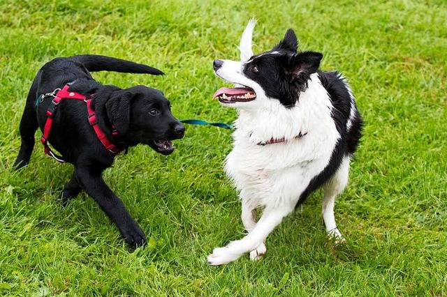 Mglichkeiten, den Hund ordnungsgem ... mgliche Lsung wre eine Hundewiese.  | Foto: Terje Pedersen (dpa)