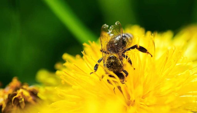 Biene auf einer Lwenzahnblte  | Foto: Sebastian Gollnow