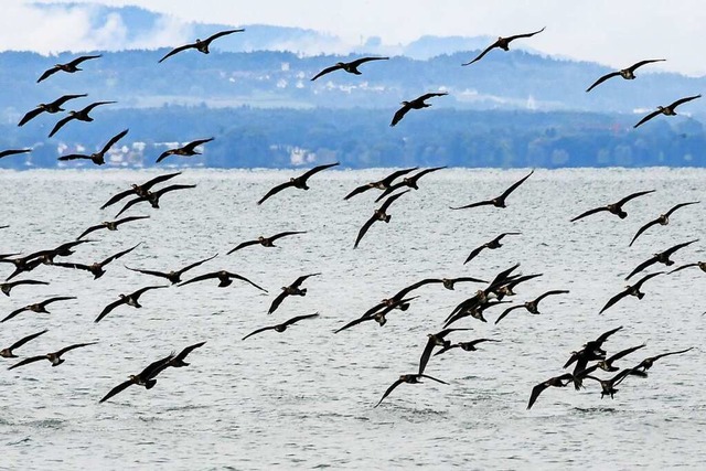 Einmal fliegen so wie ein Vogel &#8211..., und das schon seit tausenden Jahren.  | Foto: Felix Kstle (dpa)