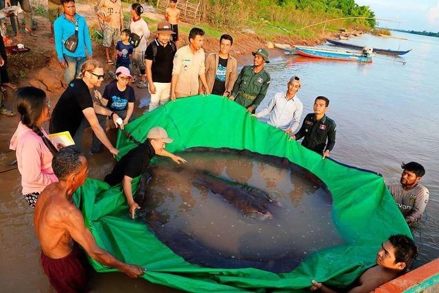 Grter Swasserfisch der Welt im Mekong gefangen
