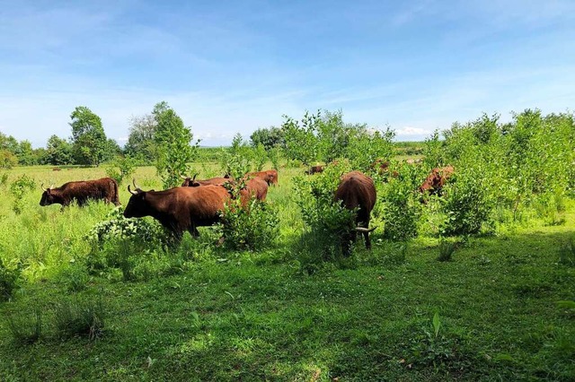 Die Salers-Rinder leisten ganze Arbeit im Naturschutzgebiet Taubergieen.  | Foto: Gemeinde
