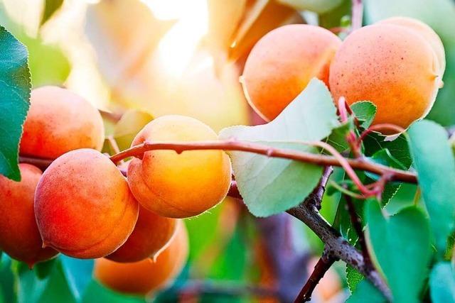 Der Klimawandel macht den Anbau von Aprikosen in der Ortenau möglich