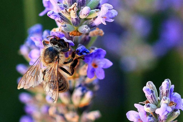 Biene und Lavendel.  | Foto: Monika Danner