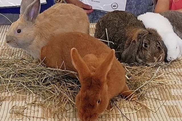 Züchter stellten in Wyhl 61 Kaninchen vor