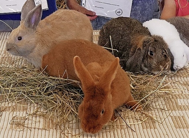 Kaninchen auf der Jungtierschau  | Foto: Jrgen Schweizer