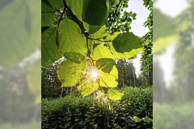 Buche dominiert den Wald