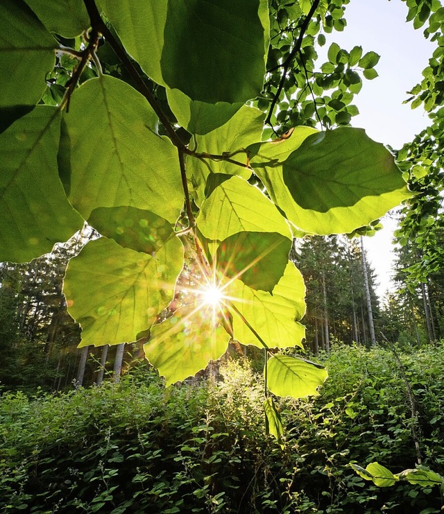 45 Prozent des Waldes in Todtmoos sind Buchen.  | Foto: Julian Stratenschulte (dpa)