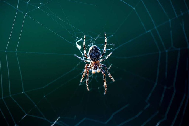Unsere Autorin hat sich ihrer Spinnenp...&#8211; und sie in den Griff bekommen.  | Foto: Hendrik Schmidt (dpa)