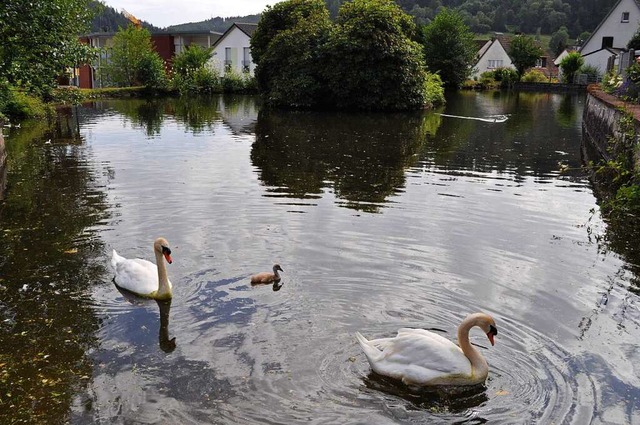 Schwan &#8222;Hansi&#8220; und seine F...ler freuen sich am Schwanen-Nachwuchs.  | Foto: Sarah Trinler