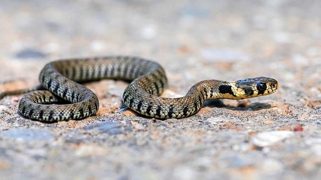 Barren-Rringelnatter.  | Foto: HJ VAN AKKEREN