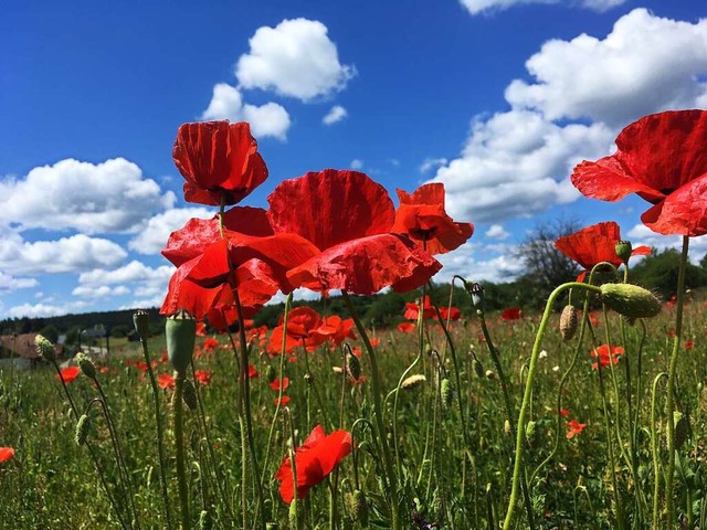 Klatschmohn.  | Foto: Wolfgang Heiler