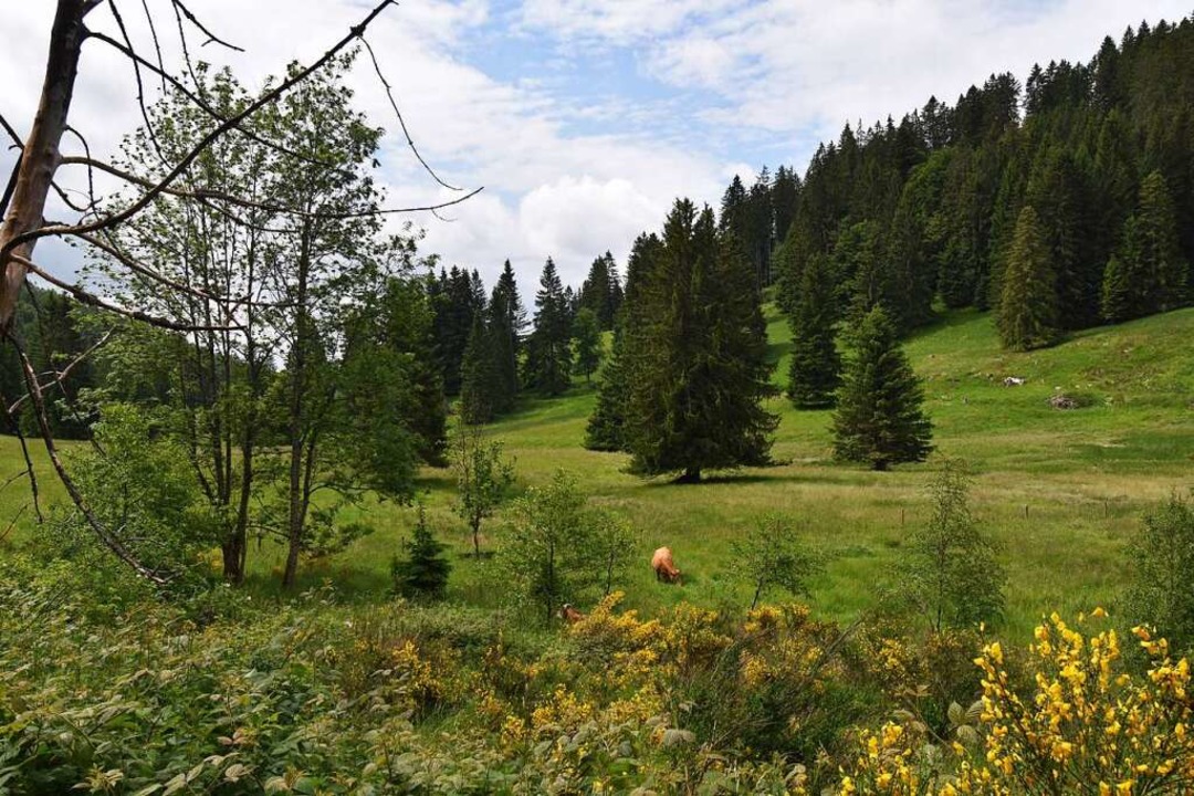 Offen und sonnig empfängt das Wildbergtal die Wanderer aus der Schlucht.  | Foto: Silke Kohlmann