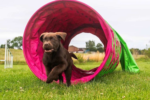 Eine Variante des normalen Agility ist...indernissen, wie Torbgen oder Tunnel.  | Foto: Benjamin Nolte (dpa)