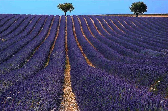 Ein Lavendelfeld im Sden Frankreichs  | Foto: Manfred  Hammes