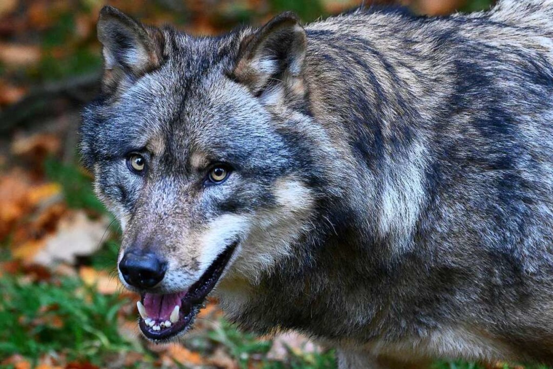 Hält der neue Wolf sich noch im Schwarzwald auf? (Symbolbild)  | Foto: Swen Pförtner (dpa)