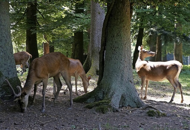 Schne Aussichten: Tiere in ihrer nat...at nachweislich entspannende Wirkung.   | Foto:  Ursula Freudig