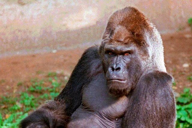 Er kam in einer Kiste aus Kamerun: Die Geschichte des Zoo-Gorillas Fritz