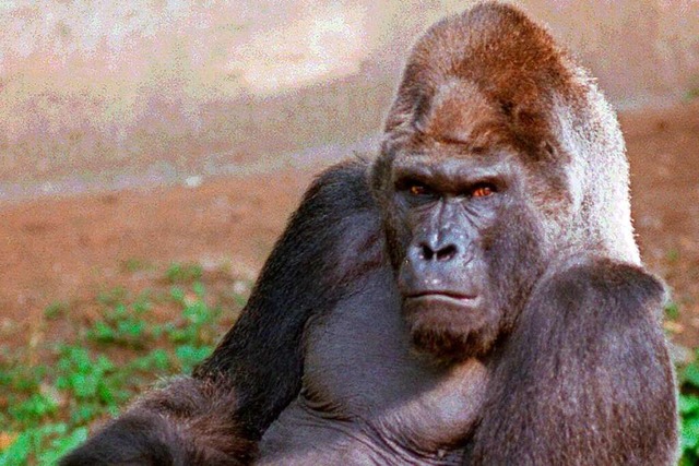 Eine Aura natrlicher berlegenheit: Gorilla Fritz 1998 im Nrnberger Zoo  | Foto: Claus Felix (dpa)