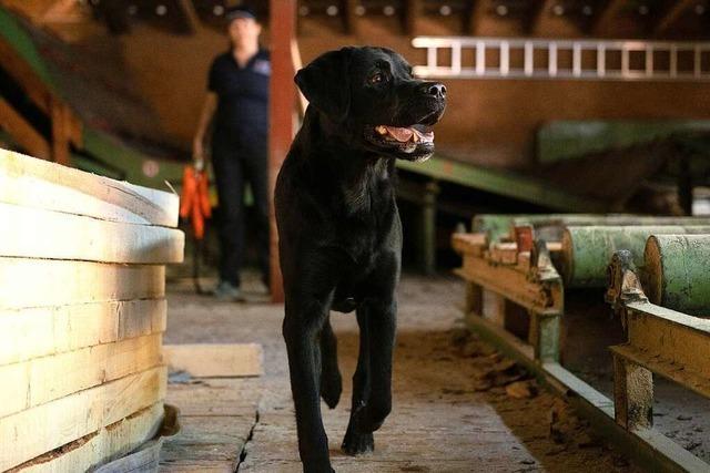 Rettungshunde trainieren in einem Sgewerk die Suche nach Vermissten