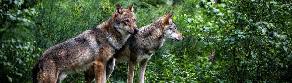 Der Wolf im Schwarzwald