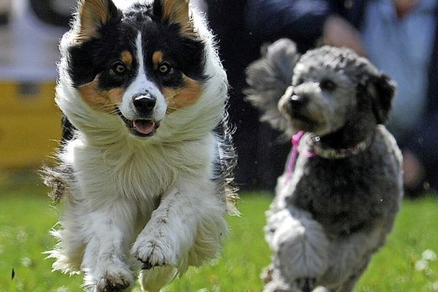 Hunderennen fr die Allgemeinheit